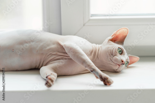Sphynx cat laying on window © yuriygolub