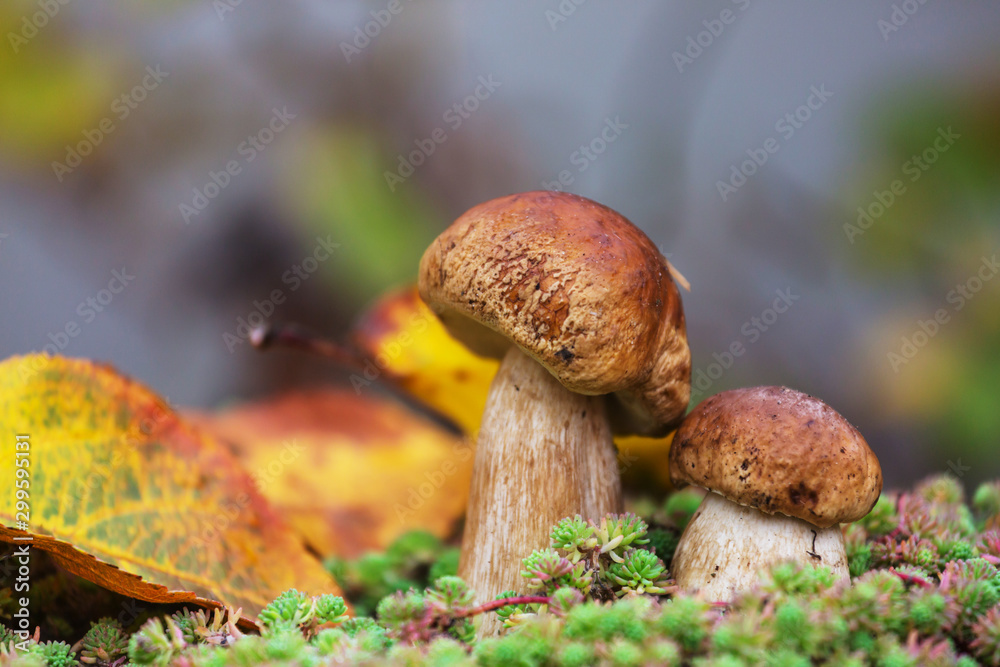 Mushroom in forest Mushroom in forest