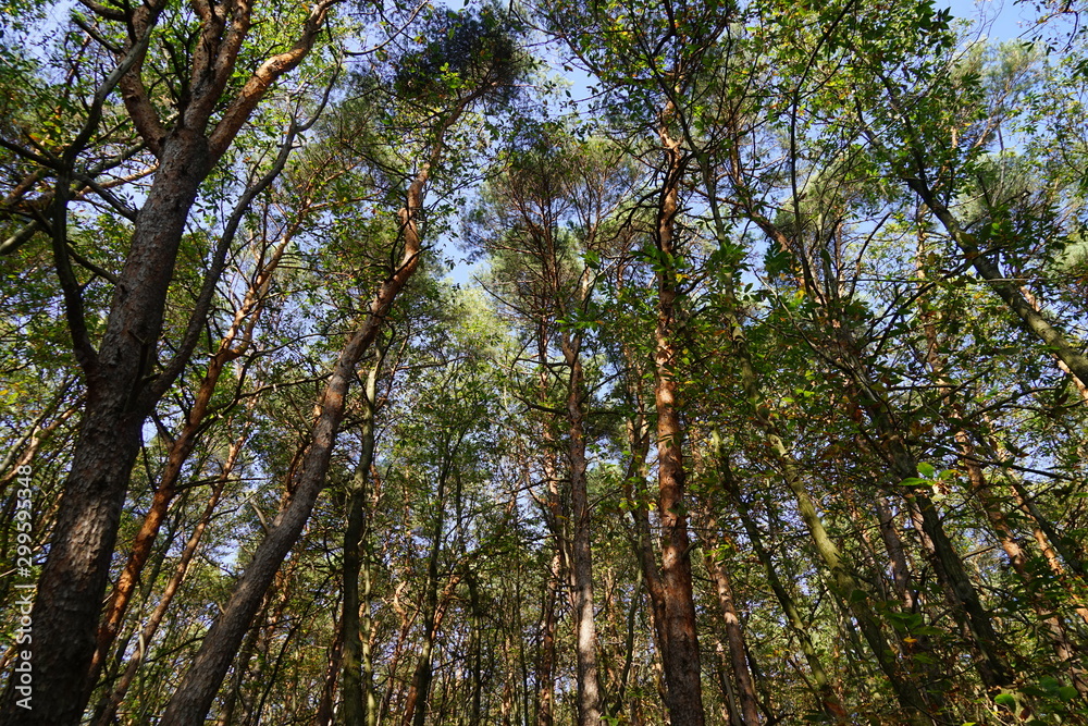 Blick zu den Baumwipfeln im Wald am Werderberg in Edenkoben