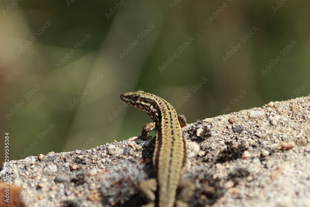 Lézard des murailles Lézard des murailles