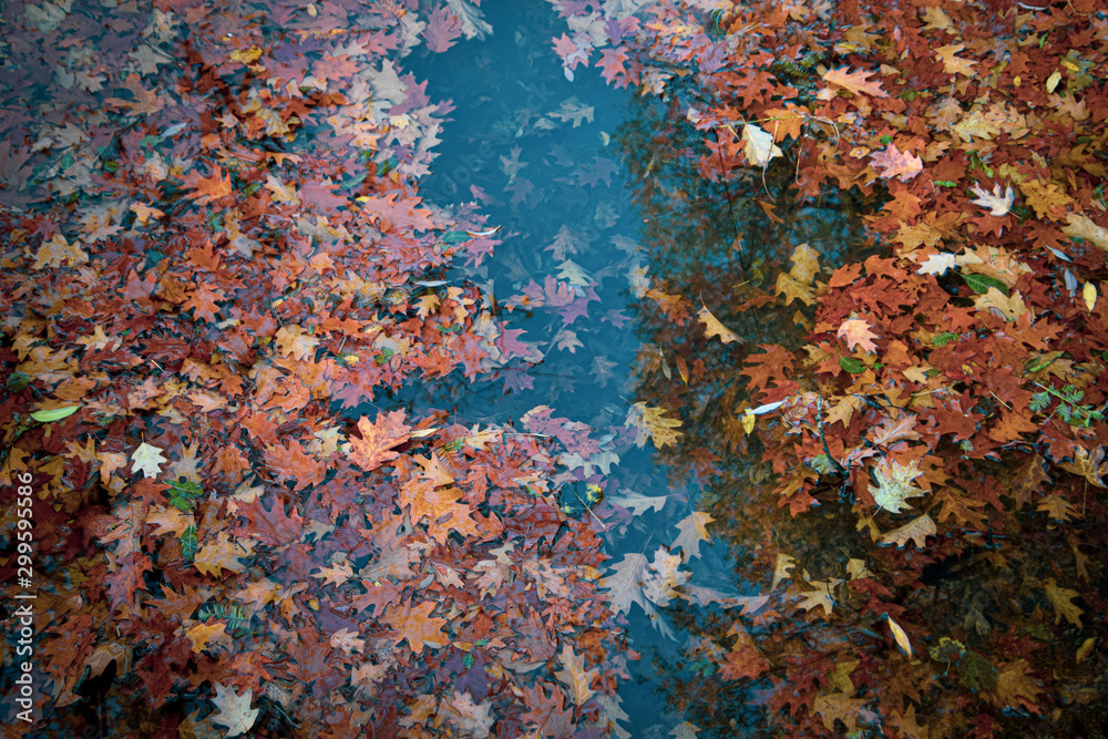 fallen brown and red leaves in the water, floating