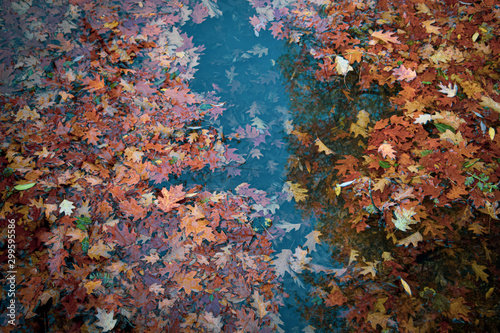 Obraz na płótnie fallen brown and red leaves in the water, floating w salonie