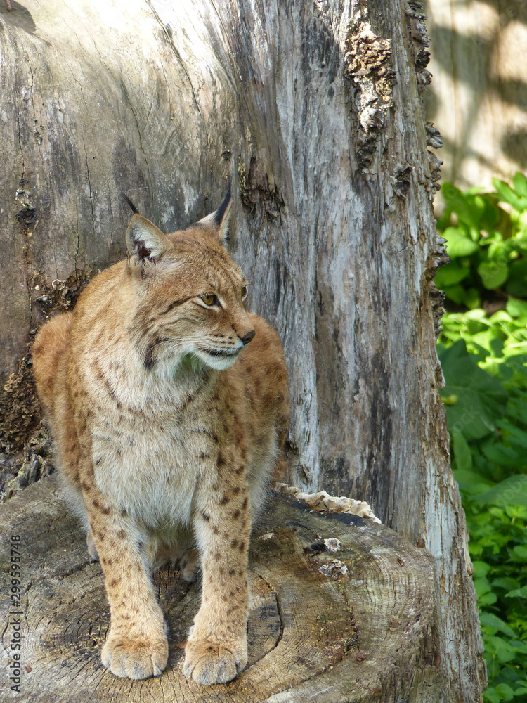Obraz premium European lynx in captivity, on top of a log, Skansen Museum, Stockholm, Sweden.