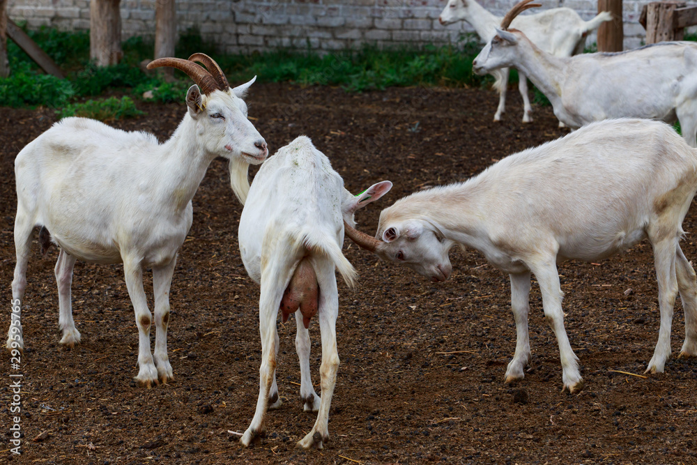 Goats on an organic farm Goats on an organic farm