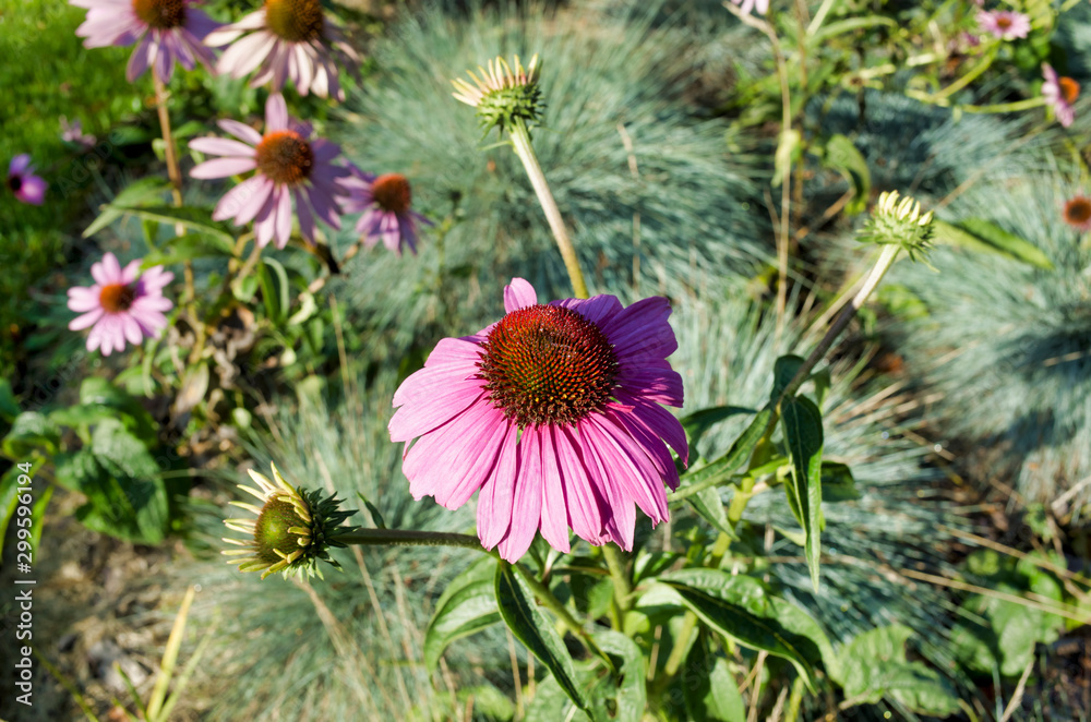 Bloom in nature perennial plant from the family of aster Echinacea purpurea