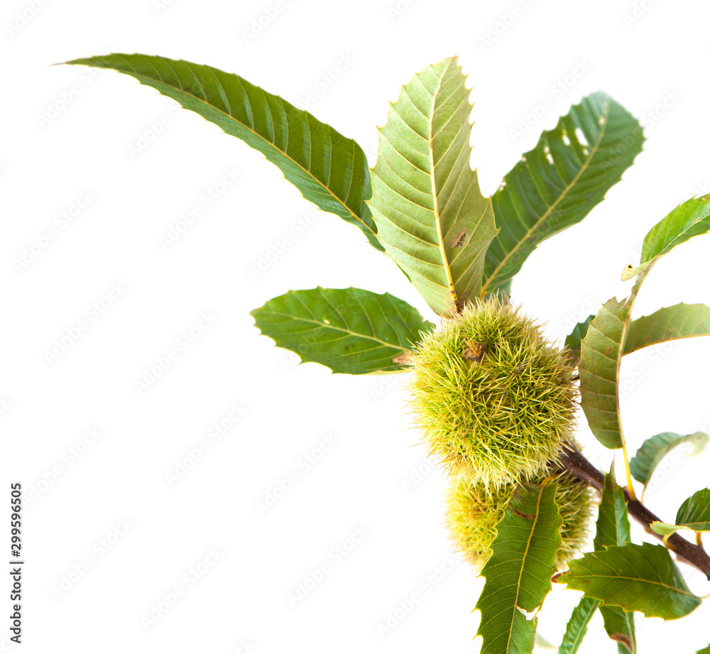 branch of sweet chestnut isolated branch of sweet chestnut isolated