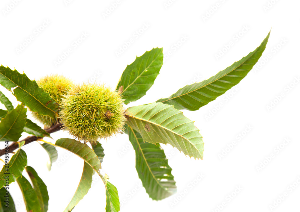 branch of sweet chestnut isolated branch of sweet chestnut isolated