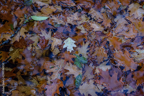 Obraz na płótnie fallen brown and red leaves in the water, floating w salonie