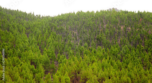 Quadro em tela Canary pines recovering after wildfire