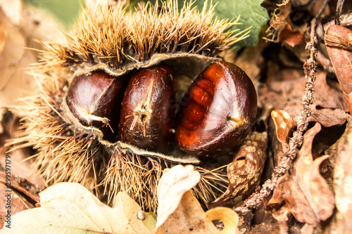 Foto sweet chest nut in its trunk