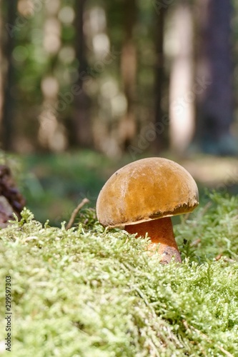 Nice boletus mushroom with pink stem in green moss