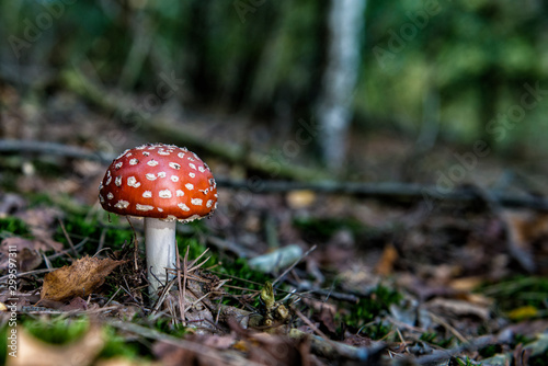 mushrooms in dutch autumn forest