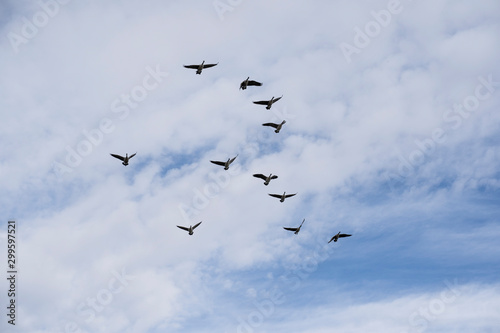 Canada Geese in flight as they migrate North assembling into formation for a long journey ahead.  © Ramon Cliff