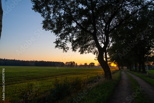 A sunset between  the fields on a forest path in autumn