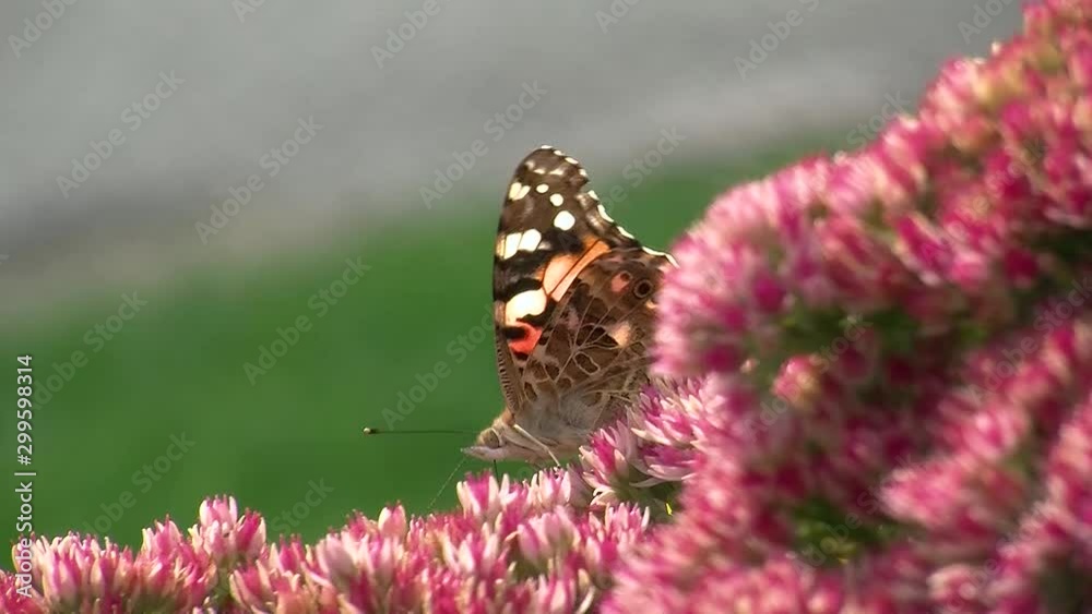 Bunter Schmetterling (Distelfalter) auf der Fetthenne Bunter Schmetterling (Distelfalter) auf der Fetthenne