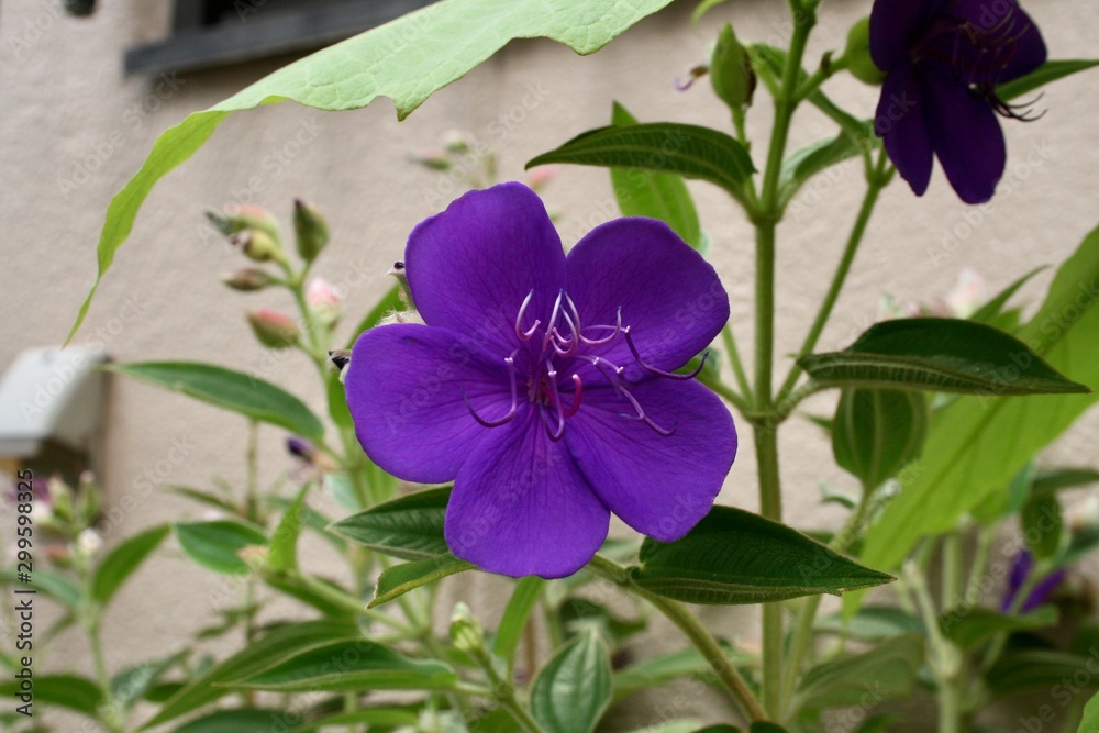 Fototapeta premium blue flowers on a green background