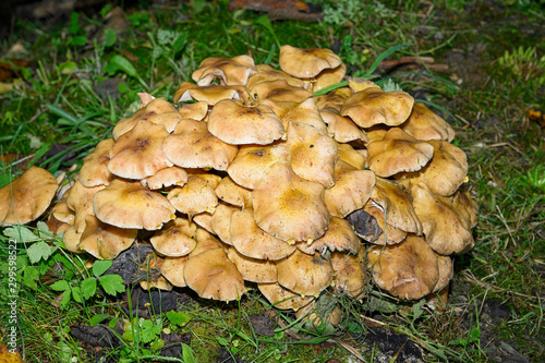 Halimasch-Pilze in einer Wiese, Schweiz