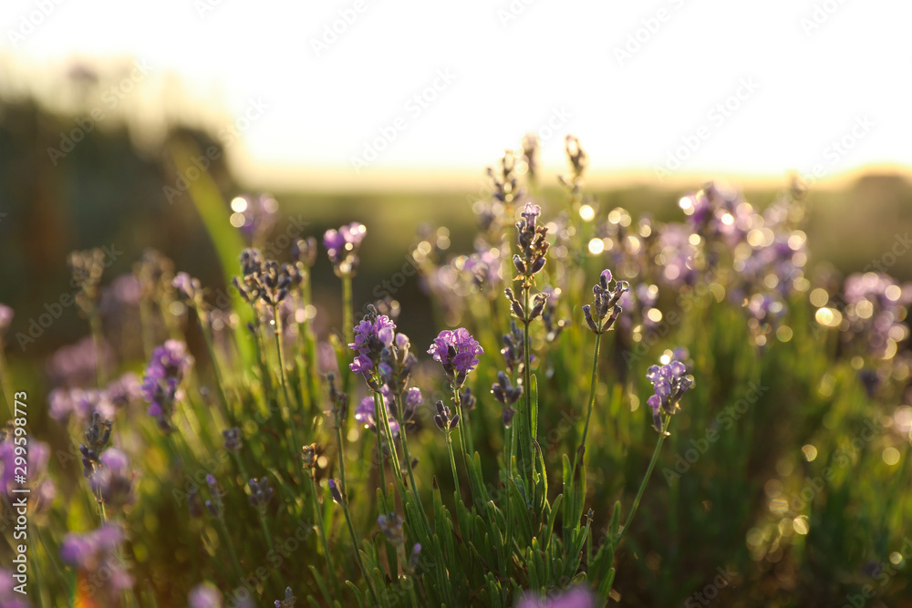 Naklejka premium Beautiful lavender flowers in field on sunny day