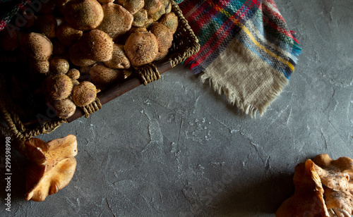 Autumn Forest wild mushrooms honey agarics (Armillaria mellea) on a table. Copy space, Flat lay photo