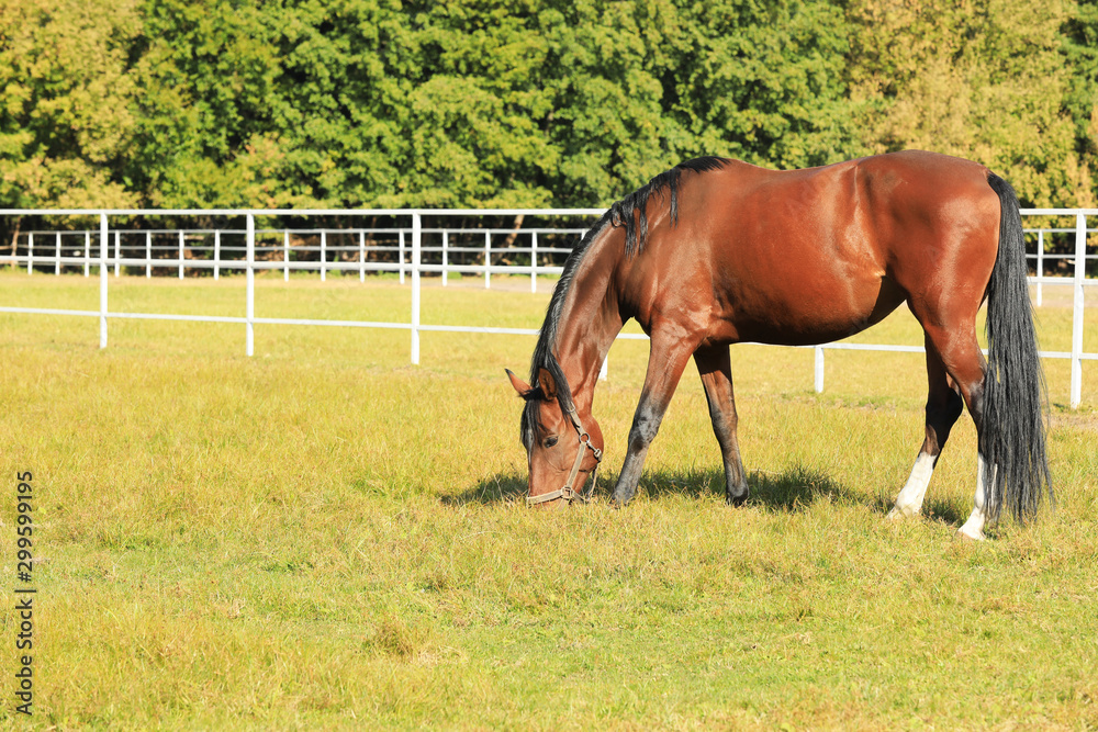 Chestnut horse in bridle grazing on green pasture Chestnut horse in bridle grazing on green pasture