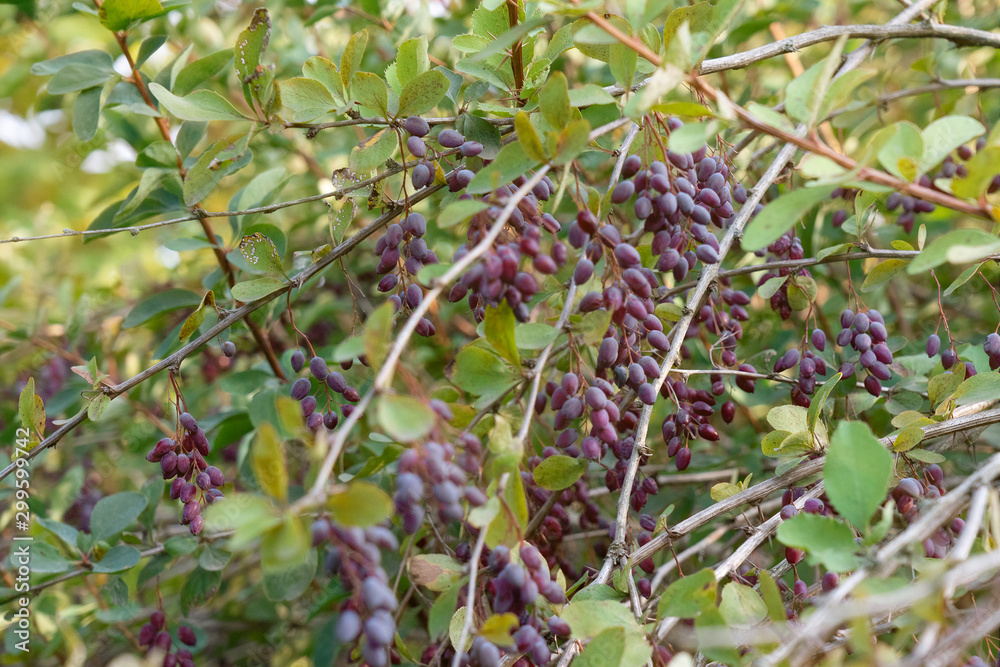 Berberis berries in green forest Berberis berries in green forest
