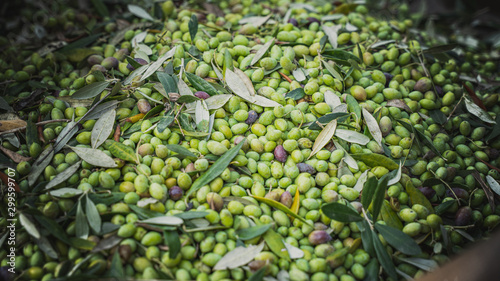 best olives in the world from koroneika trees in Greece