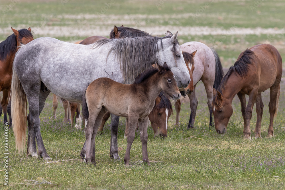 Wild Horse Mare and Foal in Spring in Utah Wild Horse Mare and Foal in Spring in Utah