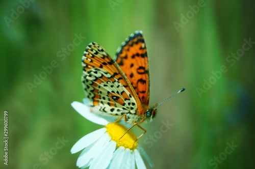 butterfly on flower © Станислав 