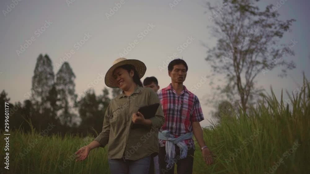 Slow motion,Asean farmers observe rice fields, see the growth of rice in the evening rice fields,The concept of a happy family. Slow motion,Asean farmers observe rice fields, see the growth of rice in the evening rice fields,The concept of a happy family.