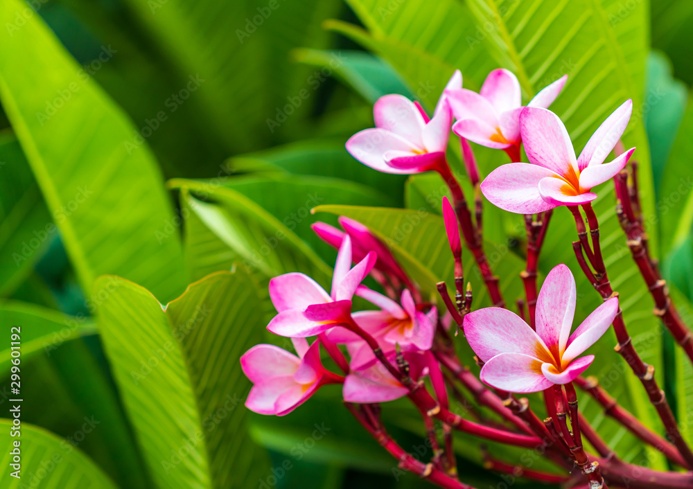 Plumeria Pink flowers the beautiful. close up