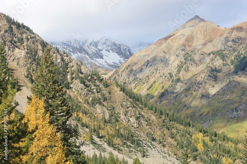 Aspens in the Fall