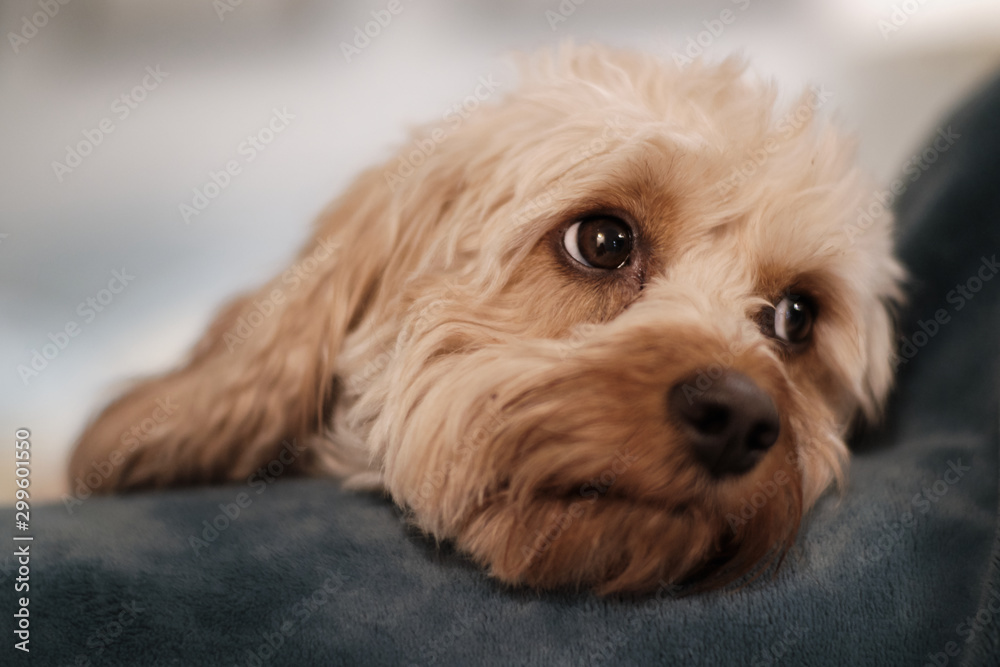 Cute Cavapoo Puppy Dog with Sweet Eyes