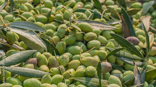 best olives in the world 