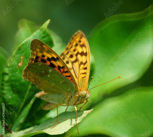 butterfly on a leaf © Станислав 