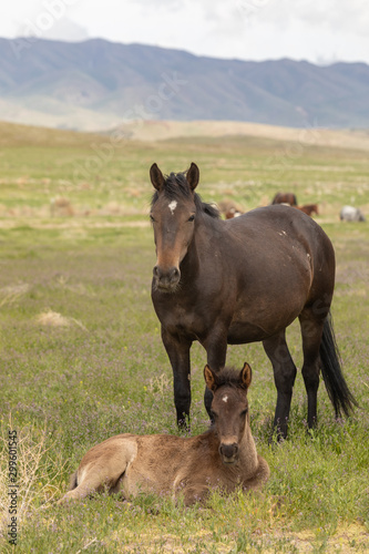 Wild Horse Mare and Foal in Spring in Utah