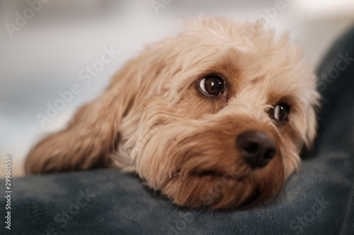 Cute Cavapoo Puppy Dog with Sweet Eyes photo