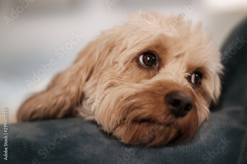 Cute Cavapoo Puppy Dog with Sweet Eyes