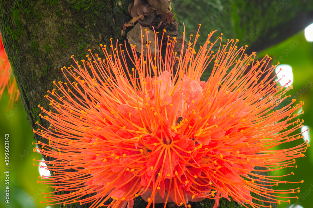 Callistemon citrinus, also known by the common name of brush tree or