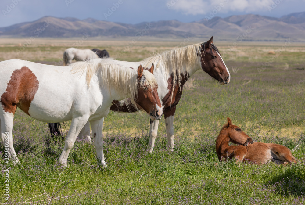 Wild Horse Mare and Foal in Spring in Utah Wild Horse Mare and Foal in Spring in Utah