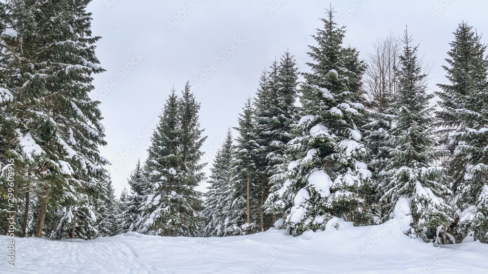 Rural winter landscape, panorama, banner - view of the snowy pine forest in the mountains Rural winter landscape, panorama, banner - view of the snowy pine forest in the mountains