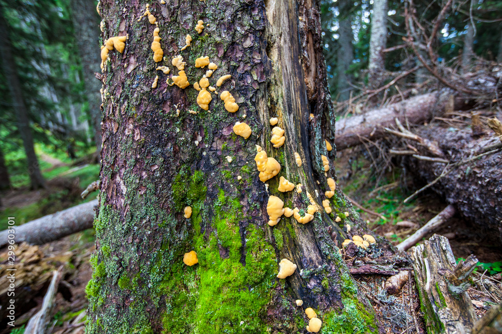 Pilze und Eierschwammerl