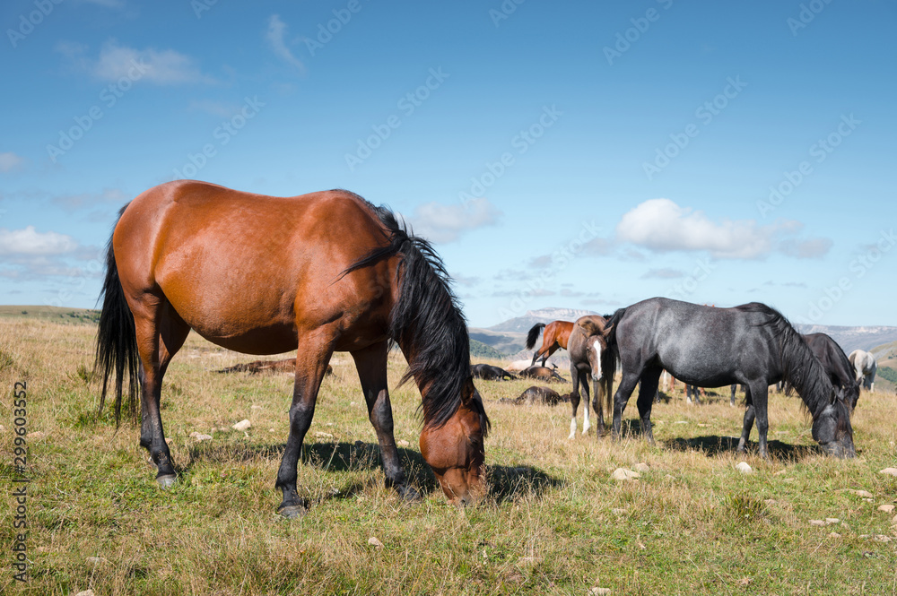 Wild Caucasian horses with their foals graze in the high-mountain meadow of the North Caucasus on a sunny day