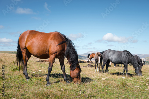 Wild Caucasian horses with their foals graze in the high-mountain meadow of the North Caucasus on a sunny day © yanik88