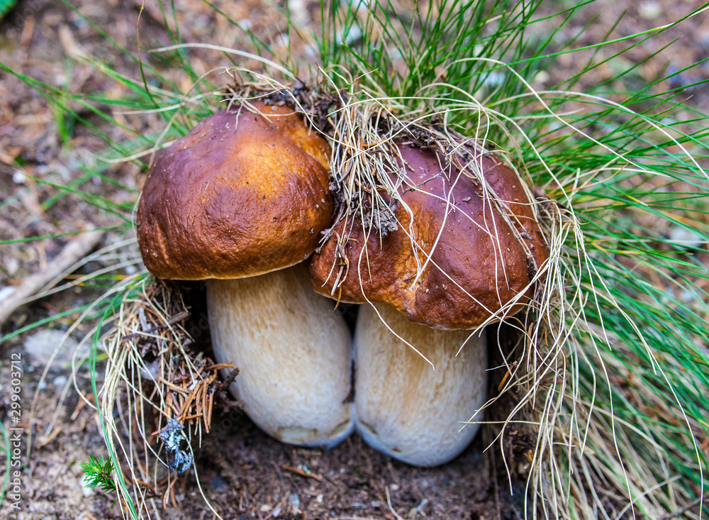 Pilze und Eierschwammerl Pilze und Eierschwammerl
