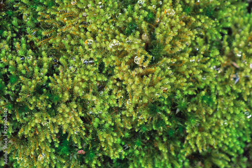 The green lantern of the moss, beautiful moss The green lantern of the moss, beautiful moss