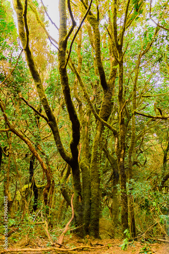 Specimen of Laurisilva Monteverde Tree Repelled with green moss on its trunk on the path of the senses. April 11, 2019. Vega De Las Mercedes Santa Cruz De Tenerife Spain Africa. Travel Tourism Street