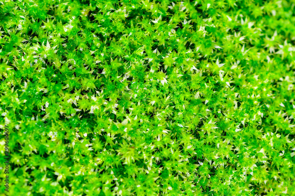 Obraz premium The green lantern of the moss, beautiful moss 