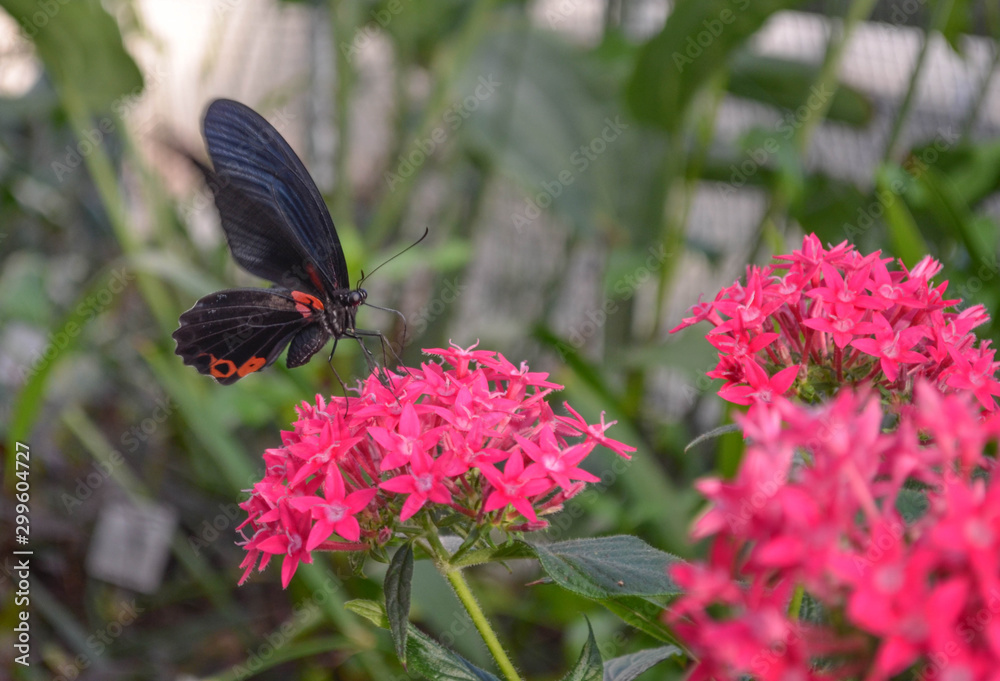 Fototapeta premium *Schmetterling*