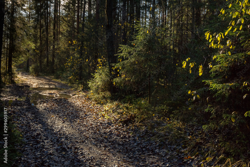 Obraz premium forest road illuminated by sunset light