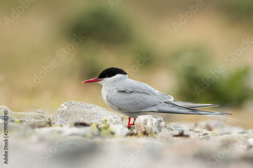 Arctic tern in the natural environment, close up, wildlife, Shetlands, Scotland, Sterna paradisaea